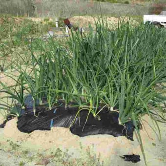 地上の星（春キャベツ・レタス・菊芋等）の定植も載せました