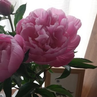 立てば芍薬 座れば・・・
