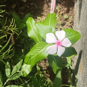 花たちはもう