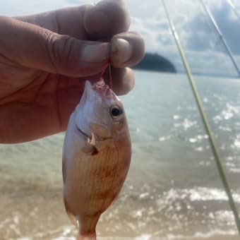 香川県豊島カレイ釣り&誕生日前日釣行