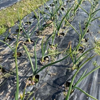 玉ねぎの草引きと追肥