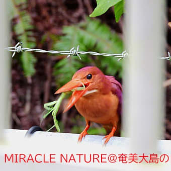 会社敷地のリュウキュウアカショウビン