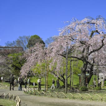 桜　PHOTO　30日の桜スナップ