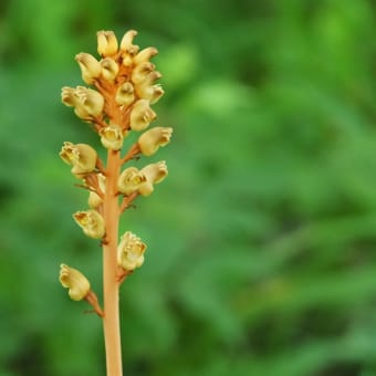 花の端境期の水林自然林には菌従属栄養植物などが（2025.6.8）#1