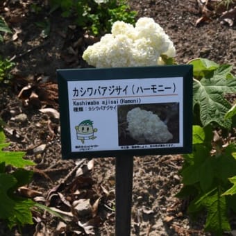 水無月のチュウヒ
