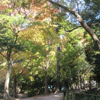 楽書き雑記「鶴舞公園の樹々が織りなす彩り」