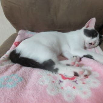 猫と9月のおわりに