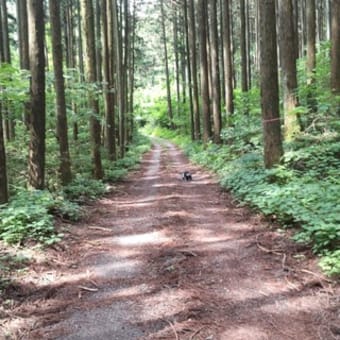 昨日は山歩き