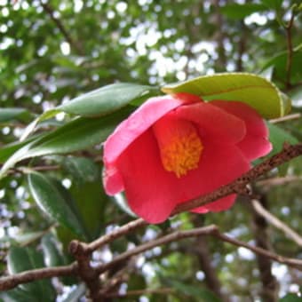 樹冠から