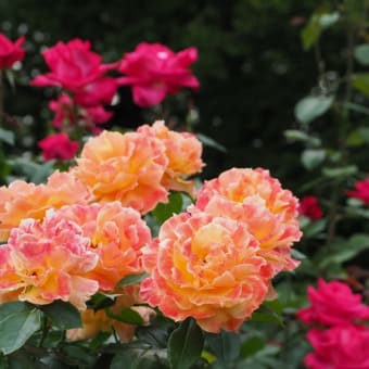 花の端境期の水林自然林には菌従属栄養植物などが（2025.6.8）#2 そして四季の里バラ園に