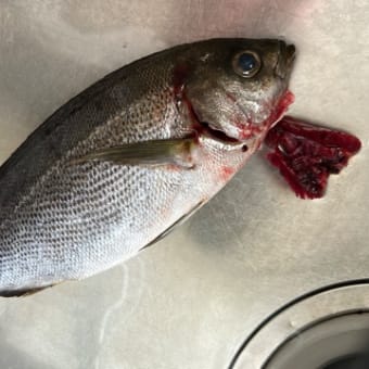 昼ごはん