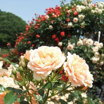 花盛り
