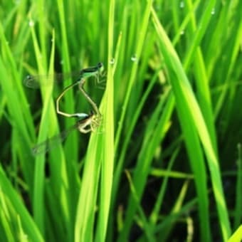 糸蜻蛉の恋の季節