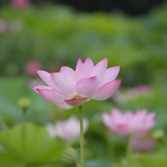 極楽浄土に咲く