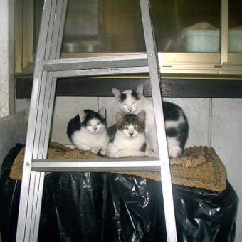 「野良ちゃんは　あしたはあした　風が吹く」　ホームレスキャット川柳