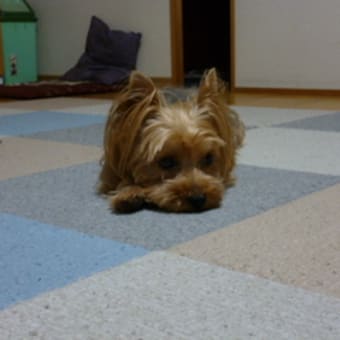 飛ぶ夢を見ながら