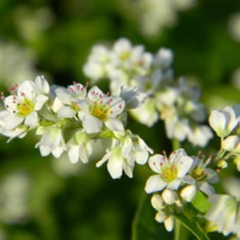そばの花