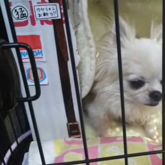 フリース大好き