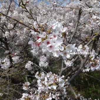 桜と「ウツは甘えでしょ」～うつ病・パニック障害～