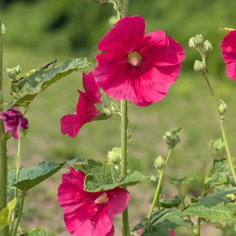 タチアオイ開花