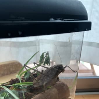 クツワムシ