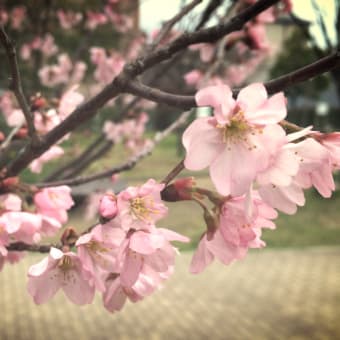 桜も咲いてる。
