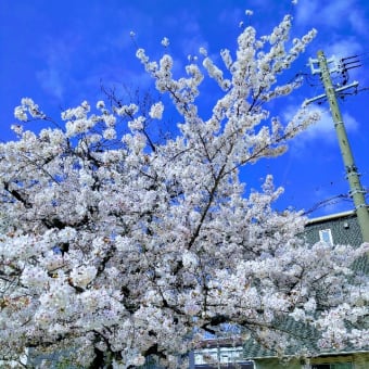 名古屋は桜満開
