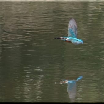 かわせみ　翡翠　知多半島東浦町の鳥　３月 ２９日のカワセミ　巣作りが始まっていました。