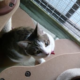 　疲れた時は…　猫部屋訪問　2009.4