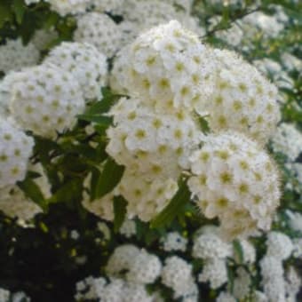 春の華・花コレクション　小手毬