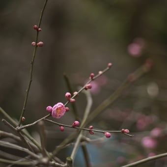 寒梅　～ズミクロン編