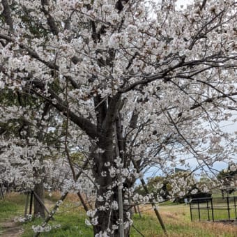 桜の木が知っている