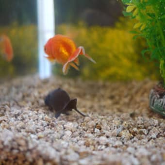 こぐまちゃんになりきる　tama2歳3ヶ月