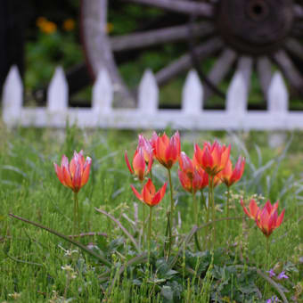 春の花