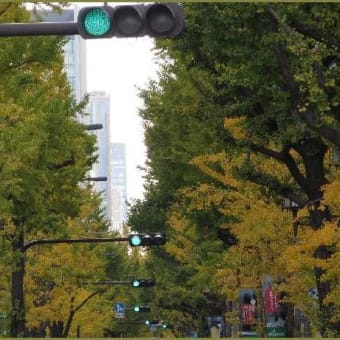 御堂筋の「いちょう」