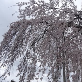 枝垂れ桜 開花状況（H26 4月6日）