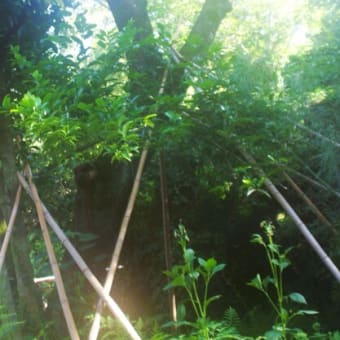 真夏の一日、アートなカボチャ棚を作る【森へ行く道＜140＞】