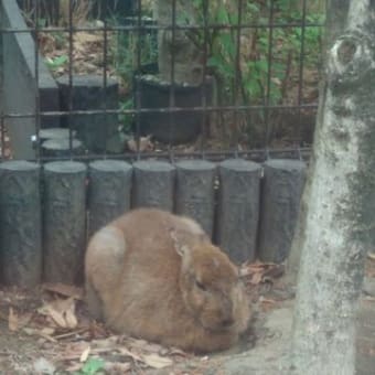 東京見物２日目～はな子さんがいた井の頭動物園への巻～