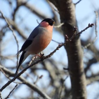 今日もウソ。