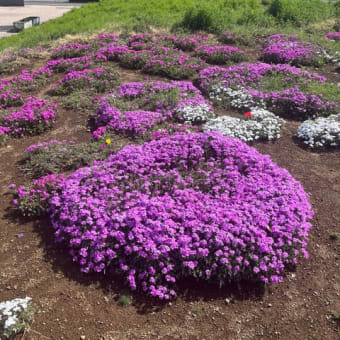 ウキウキする春🌸