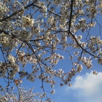 そういえば花粉症は？