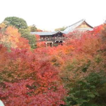 京都に行きた～い！東福寺