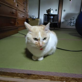仕方ないのです