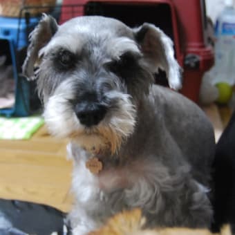 新しい保護犬