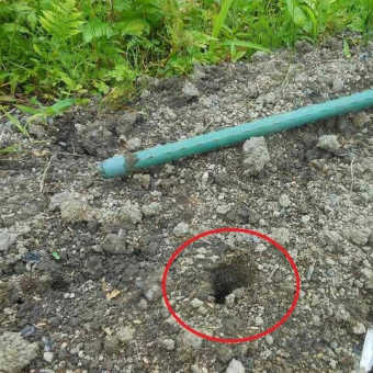 サツマイモの定植