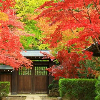 禅寺の紅葉　2