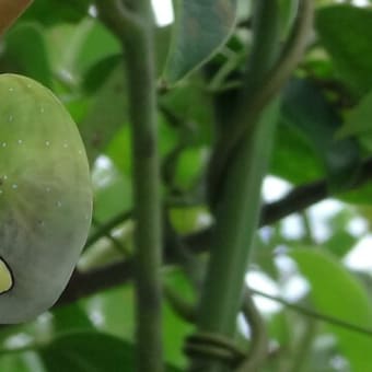 アケビコノハ　お食事タイム