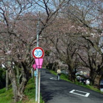 第36回　金毘羅山　瀬戸川　桜まつり　桜の花の状況
