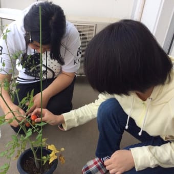 トマト収穫!(^^)!　アカデメイア高等学院
