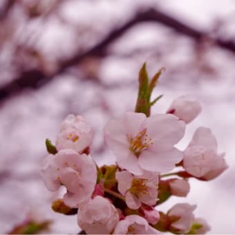 桜2018